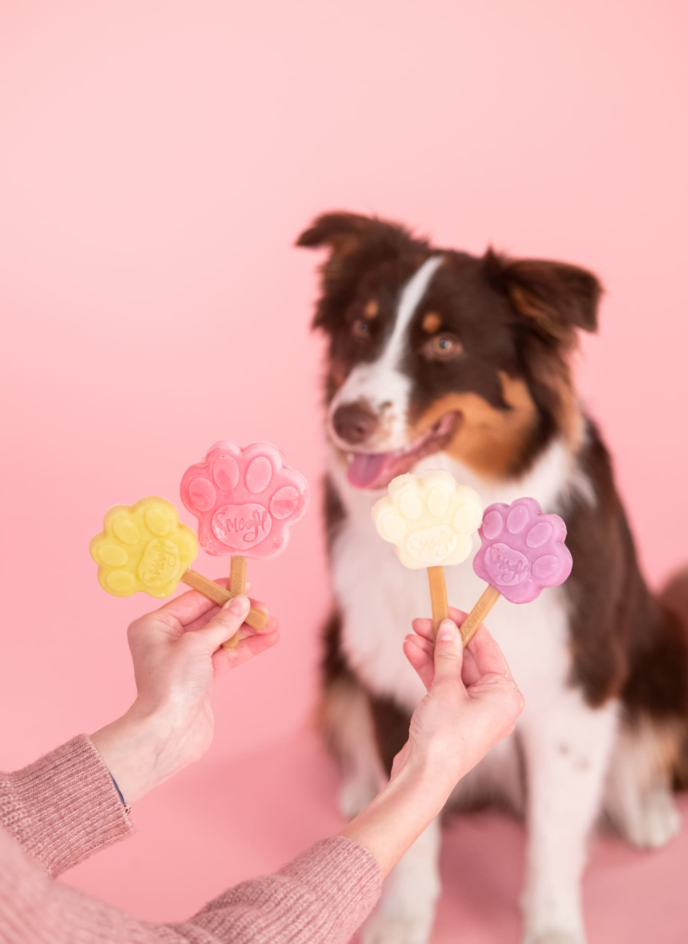 Australian shepherd dog is looking at Smoofl dog ice in different flavours